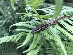 Takydromus formosanus