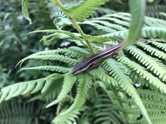 Takydromus formosanus