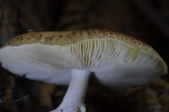 Amanita australis