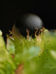 Allisonia (Allisonia)