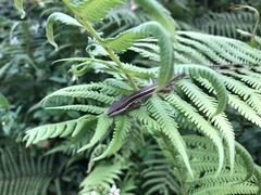 Takydromus formosanus