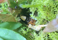 Abscondita cerata