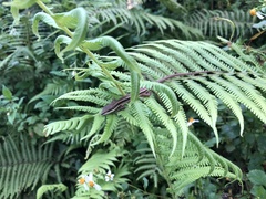 Takydromus formosanus