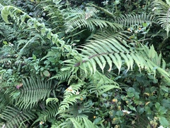 Takydromus formosanus