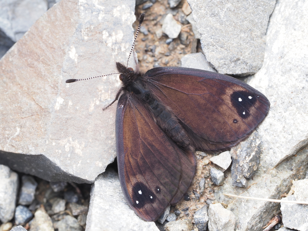 Percnodaimon merula