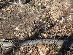 Viburnum lantanoides image