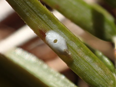 Chionaspis pinifoliae