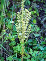 Umbilicus horizontalis