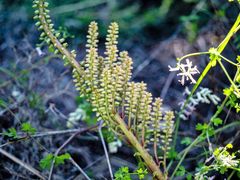 Umbilicus horizontalis