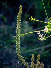 Umbilicus horizontalis