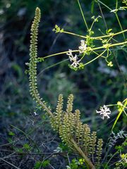 Umbilicus horizontalis