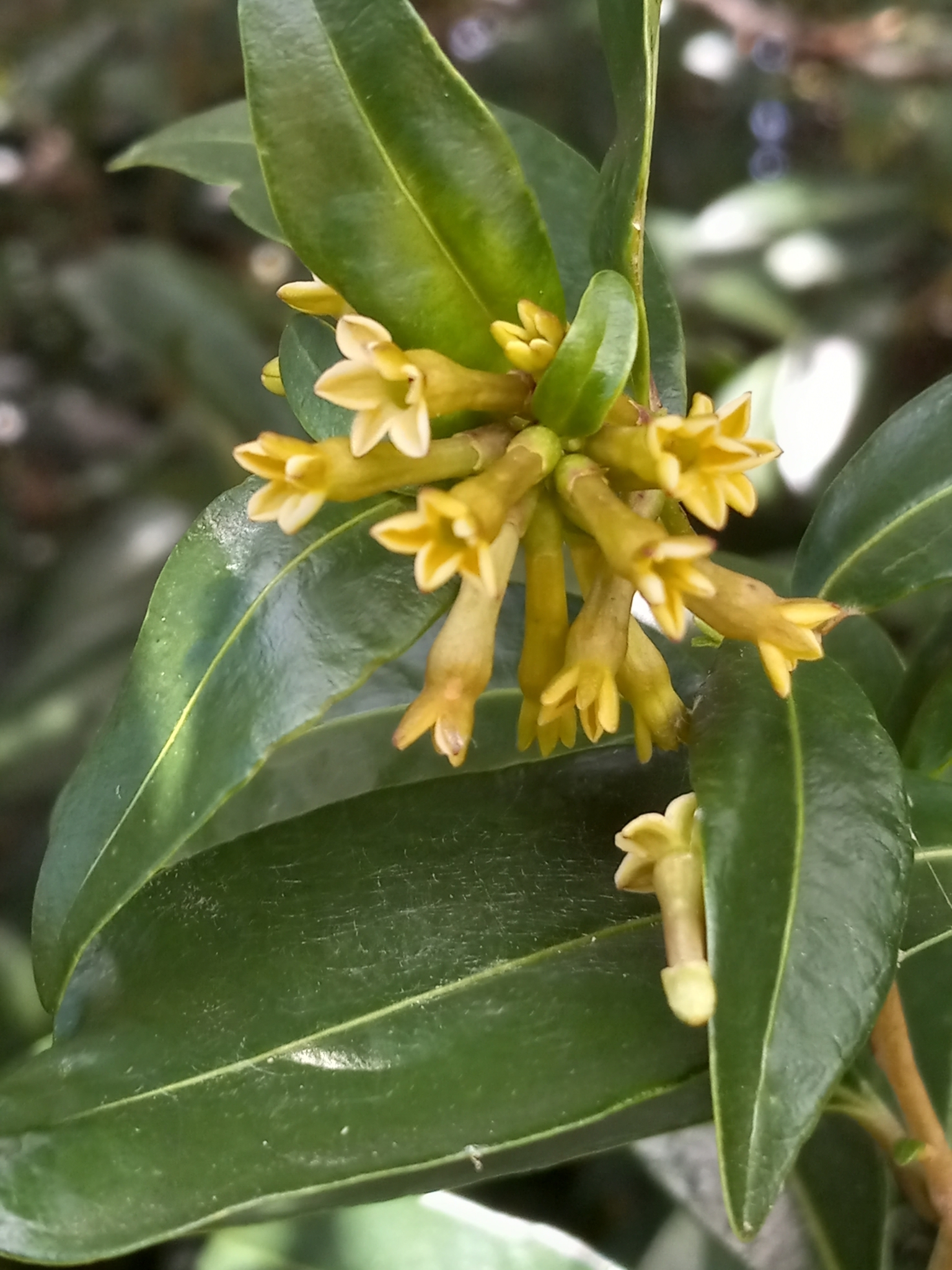 Cestrum daphnoides