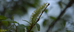 Salix