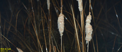 Typha