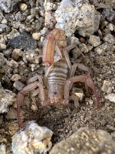Serradigitus torridus