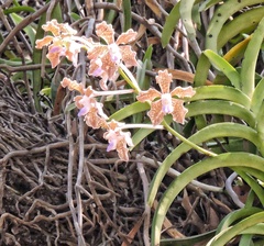 Vanda tessellata