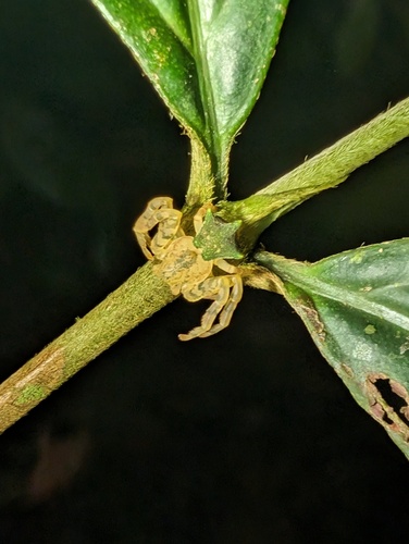 Epicadus dimidiaster
