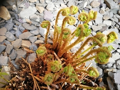 Dryopteris affinis