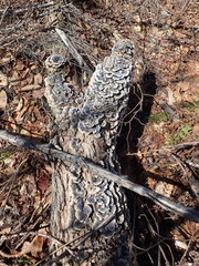 Trametes versicolor image