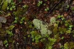Cladonia confusa