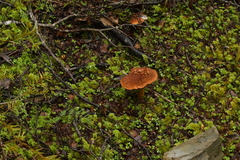 Cortinarius castoreus