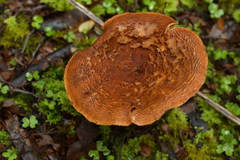 Cortinarius castoreus