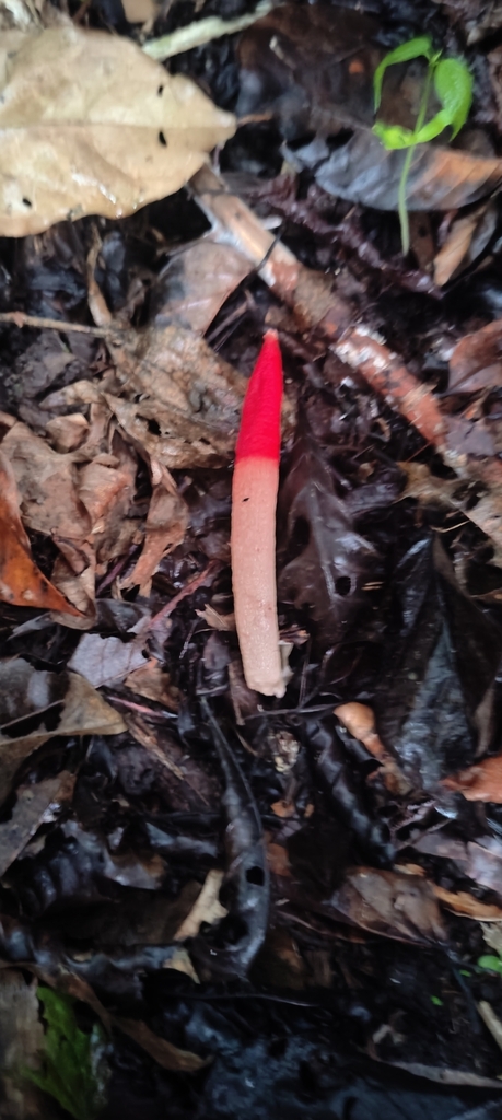 Mutinus argentinus · March 2024 · photo: © drtimk (iNaturalist, cc0)