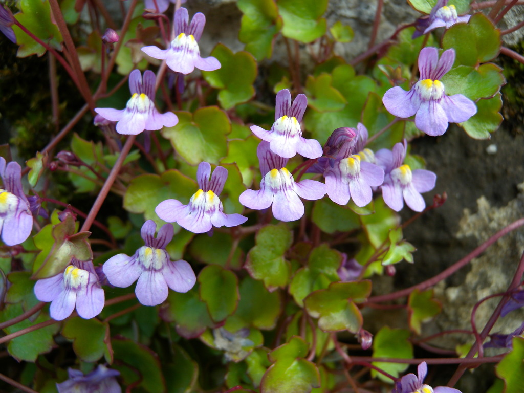 Cymbalaria muralis — a medium houseplant, prefers partial sun light