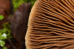 Cortinarius castoreus