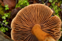 Cortinarius castoreus