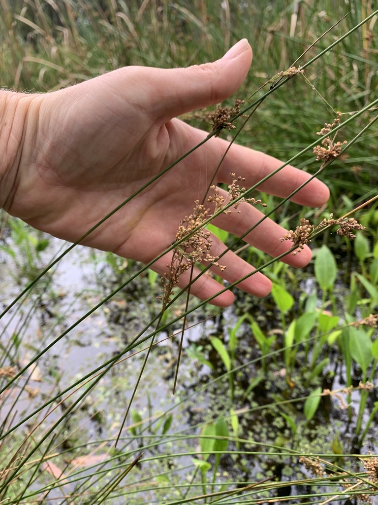 australian rush from Ku-ring-gai Chase National Park, Mount Colah, NSW ...
