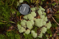 Cladonia confusa