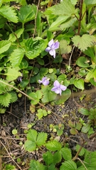 Rostratae