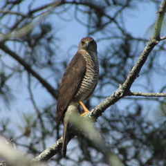 Accipiter tachiro