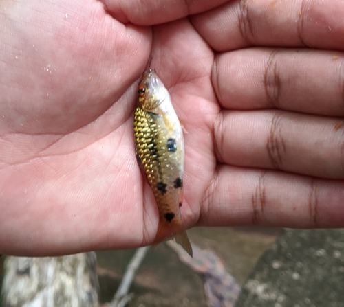 Barbodes sealei (Barbodes sealei)