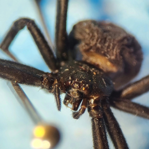 Redback spider