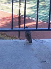Columba livia domestica