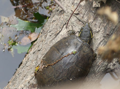 Kinosterninae
