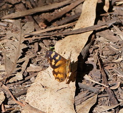 Heteronympha banksii