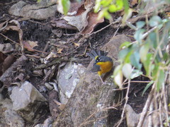 Basileuterus lachrymosus