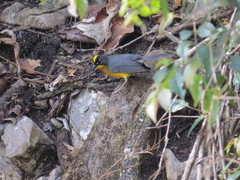 Basileuterus lachrymosus