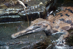 False Gharial photo 2
