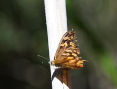 Heteronympha