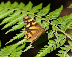 Heteronympha banksii
