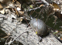 Kinosterninae