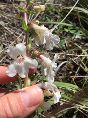Penstemon albidus