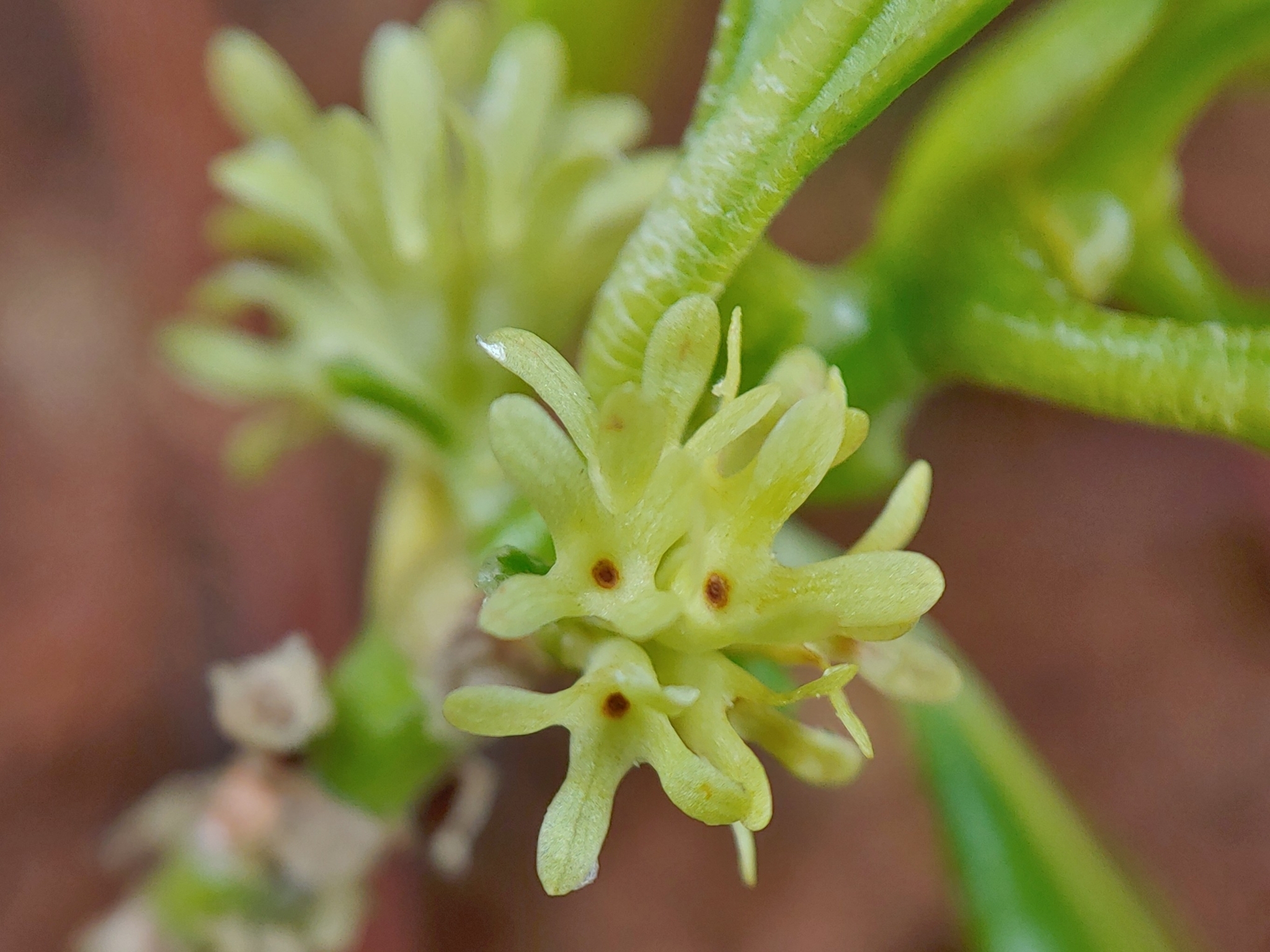Phialanthus