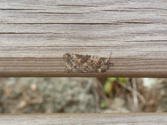 Nycteola