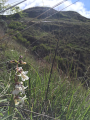 Penstemon albidus