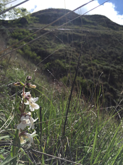 Penstemon albidus